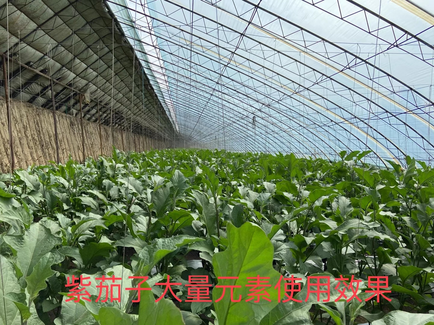 立杉水溶肥的效果怎么樣？看看在茄子上效果反饋