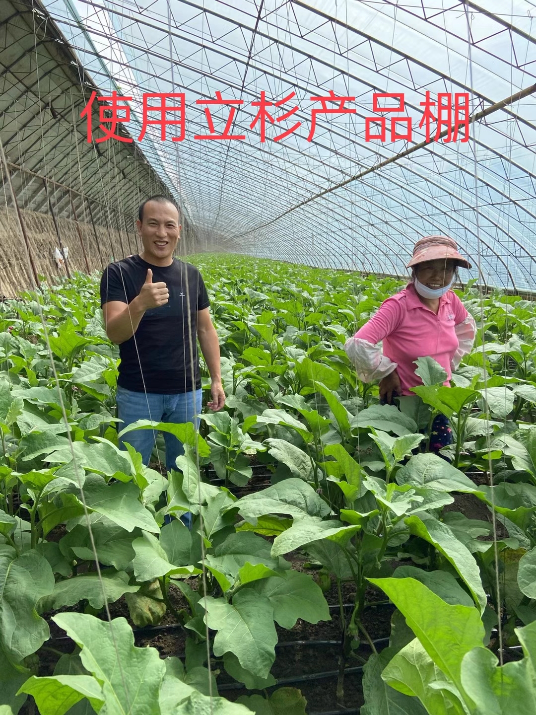 <a href=http://m.jstbd.com target=_blank class=infotextkey>上海立杉</a>水溶肥在北方暖棚茄子上的效果反饋2