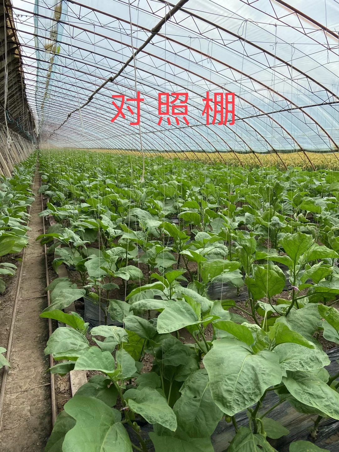 <a href=http://m.jstbd.com target=_blank class=infotextkey>上海立杉</a>水溶肥在北方暖棚茄子上的效果反饋3