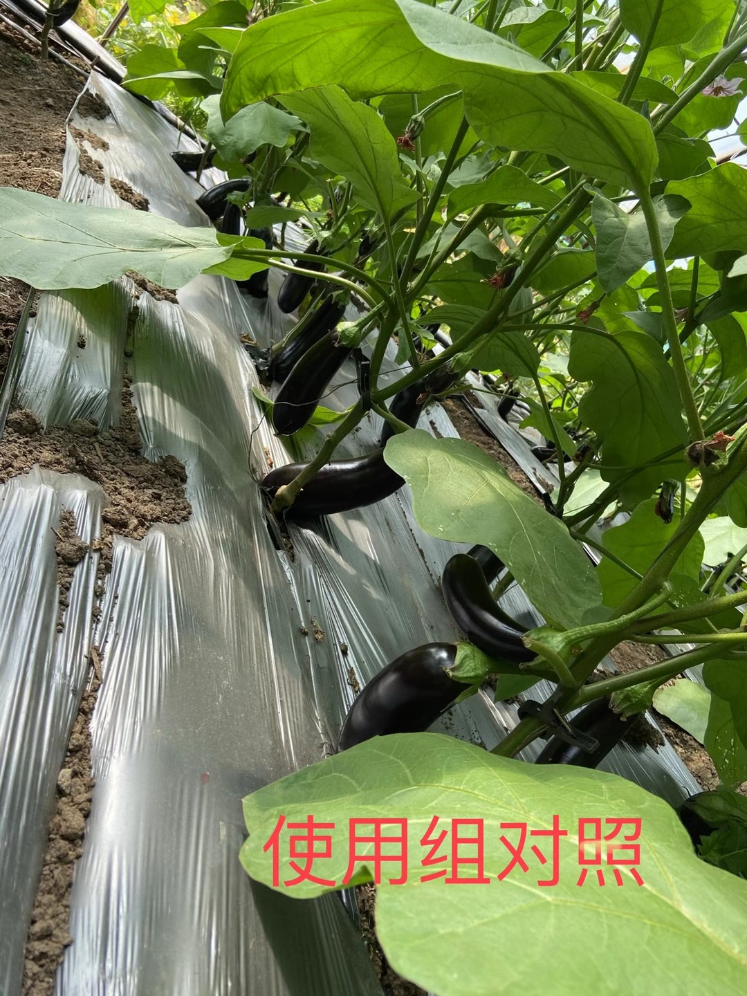 <a href=http://m.jstbd.com target=_blank class=infotextkey>上海立杉</a>水溶肥在北方暖棚茄子上的效果反饋5