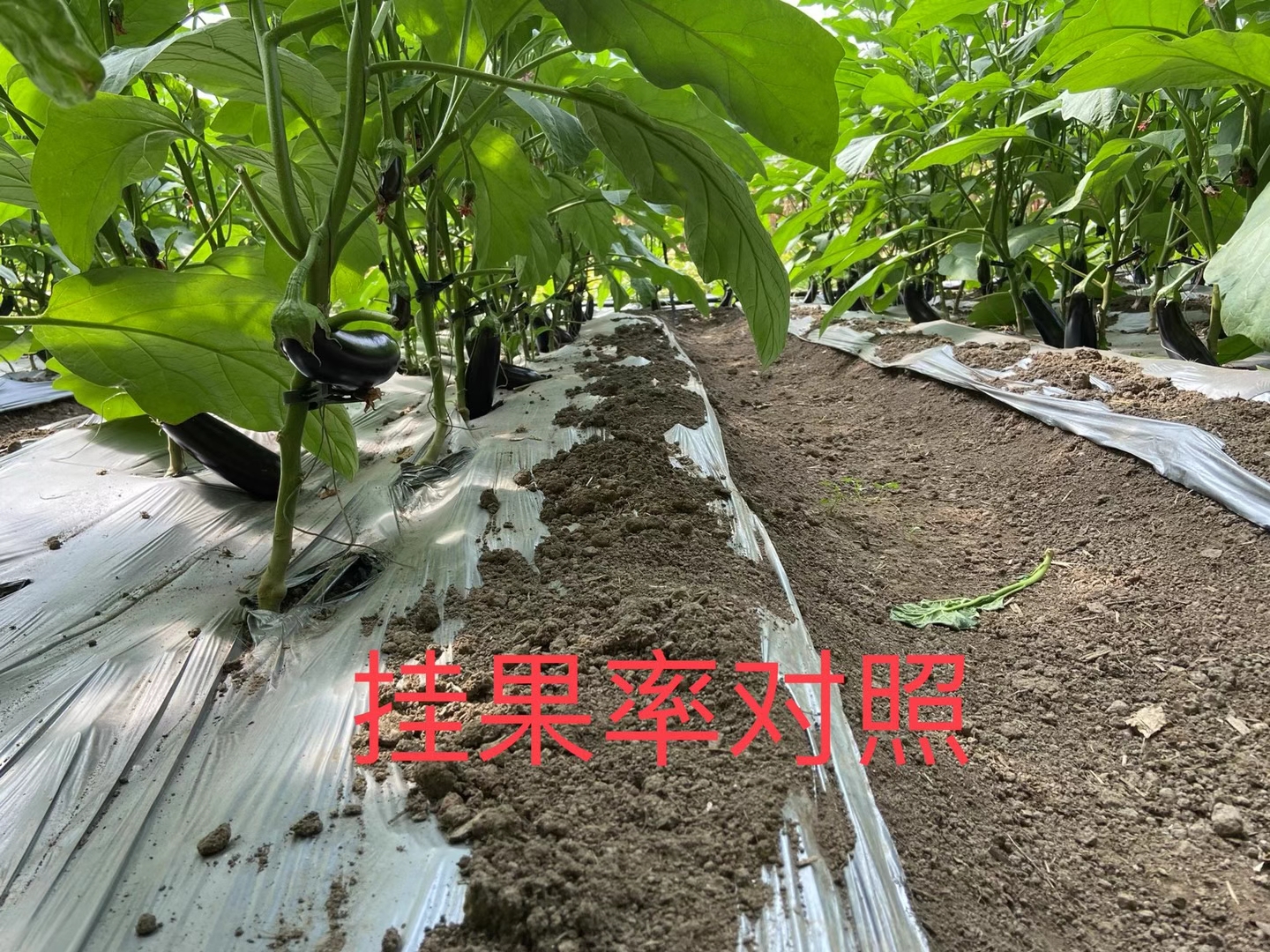 <a href=http://m.jstbd.com target=_blank class=infotextkey>上海立杉</a>水溶肥在北方暖棚茄子上的效果反饋4