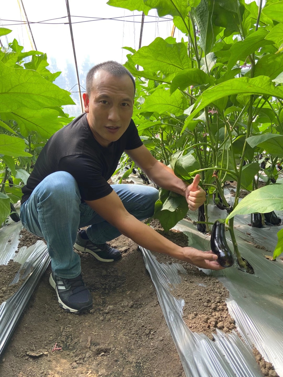 <a href=http://m.jstbd.com target=_blank class=infotextkey>上海立杉</a>水溶肥在北方暖棚茄子上的效果反饋6