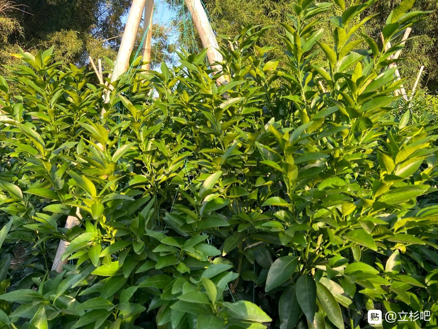 上海立杉炭基肥的效果好嗎？大家看看在柑橘上的效果